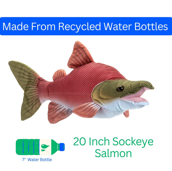 ZOO  Sockeye Salmon