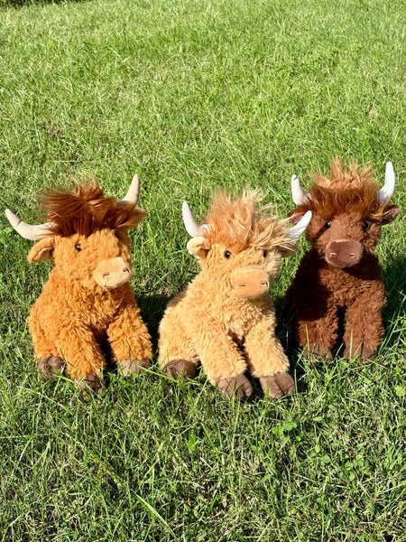 ZOO  Highland Cow