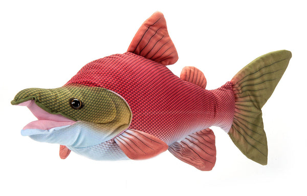 ZOO  Sockeye Salmon