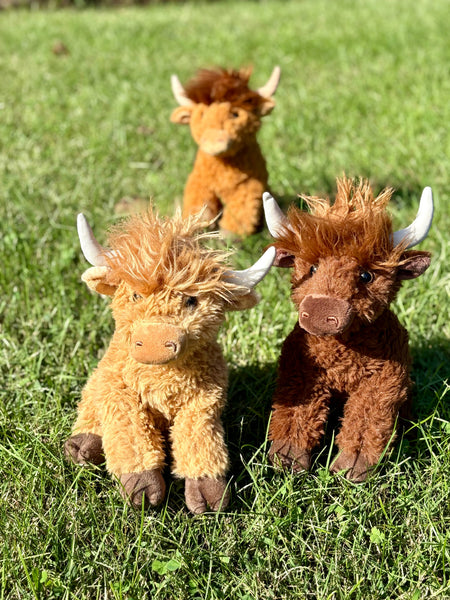 ZOO  Highland Cow